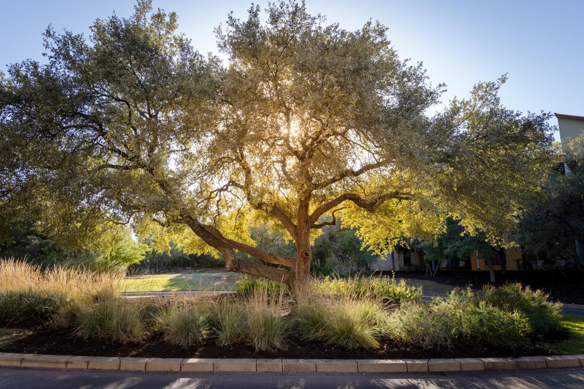 Hyatt Vacation Club At Wild Oak Ranch Hotel San Antonio Exterior photo